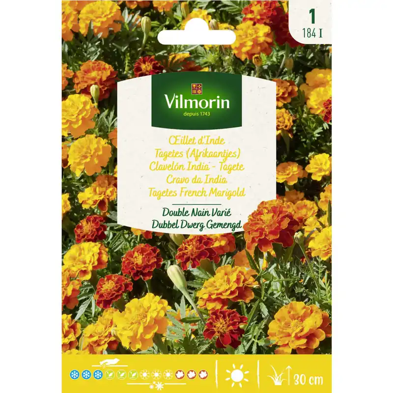 Descuento Semilla clavelon india bonita variado
