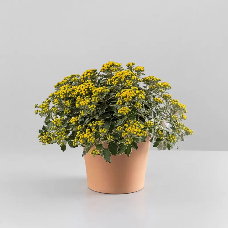 Premium Ajania pacifica