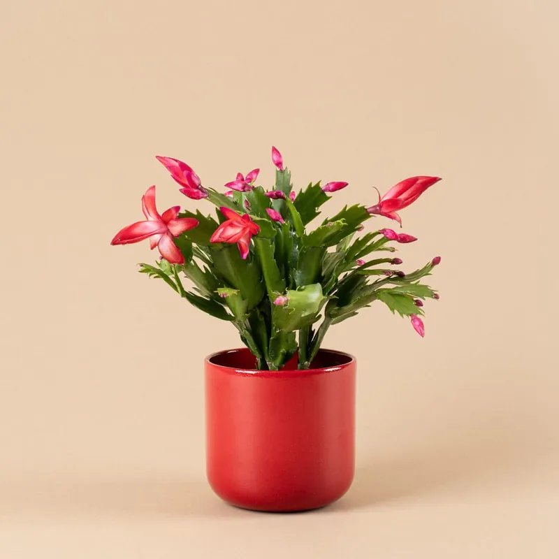 Cactus de navidad (Schlumbergera) Ordenar Ahora Mismo