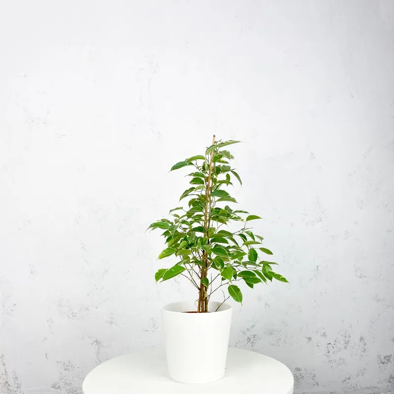 Garantía Incluida Ficus 'Twilight'