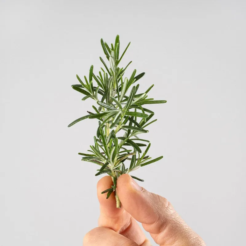 Romero Rastrero (rosmarinus officinalis prostratus) - Planta aromática Exclusivo