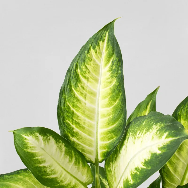 Súper Precio Dieffenbachia 'Camilla'