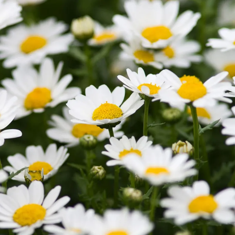 Promoción Exclusiva Leucanthemum paludosum (Margarita mini)