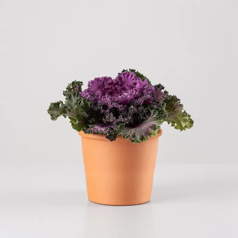 Brassica oleracea (Col ornamental) Imprescindible (Must-Have)