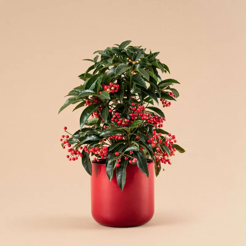 Nuevo Modelo Ardisia crenata