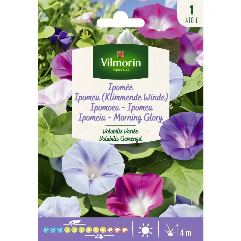 Última Oportunidad Semilla ipomea