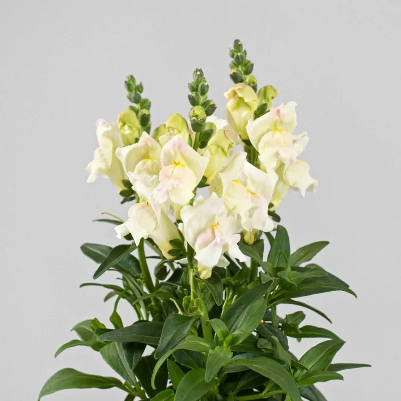 Antirrhinum majus (Boca de dragón) Precio Reducido