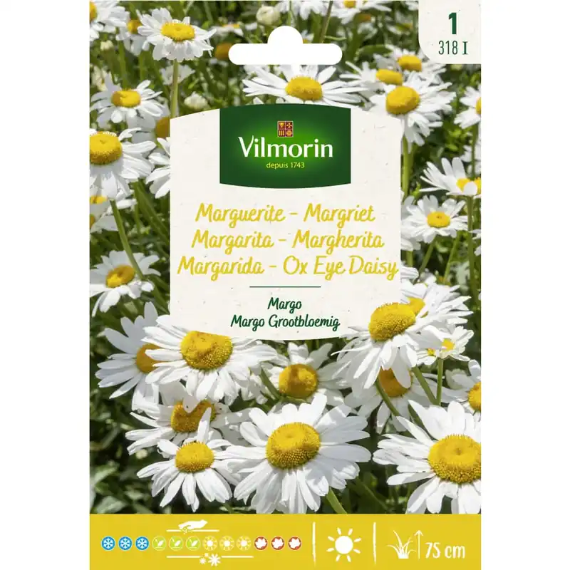 Marca Reconocida Semilla margarita gigante blanca