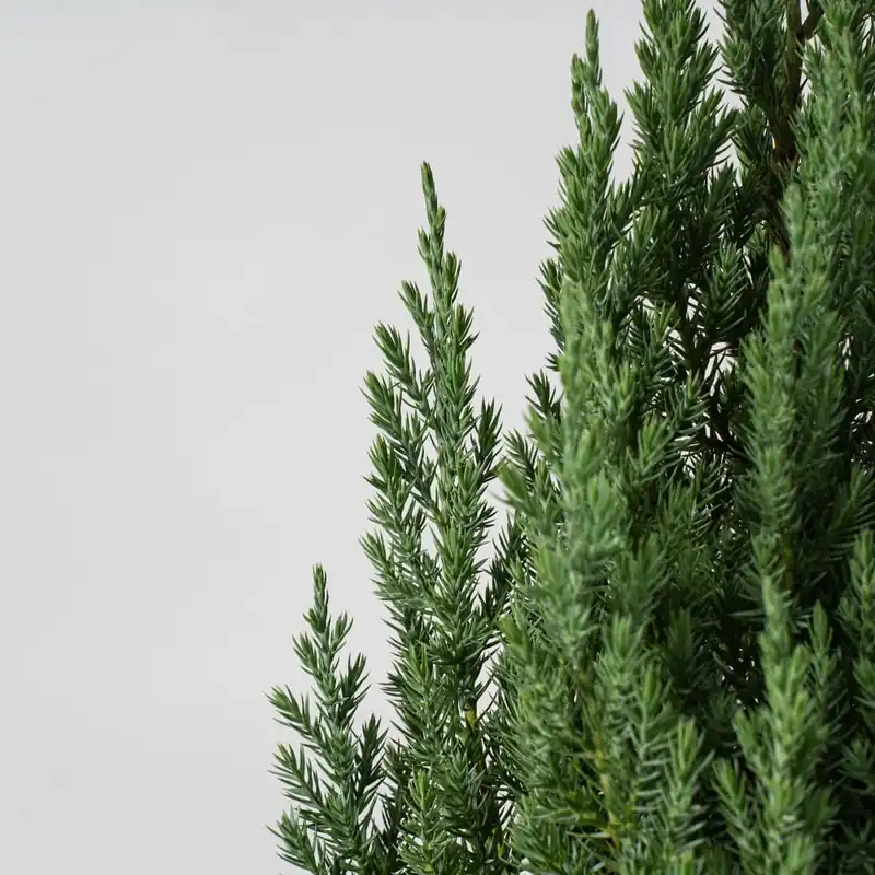 Enebro Chino - Juniperus chinensis 'Stricta' Pago Seguro