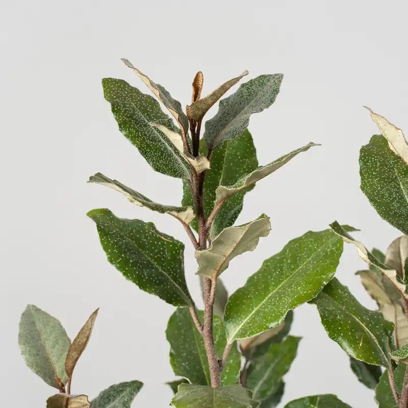 Stock Limitado Elaeagnus x ebbingei 'Compacta'