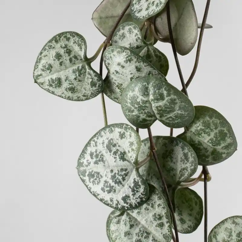 Súper Precio Ceropegia woodii