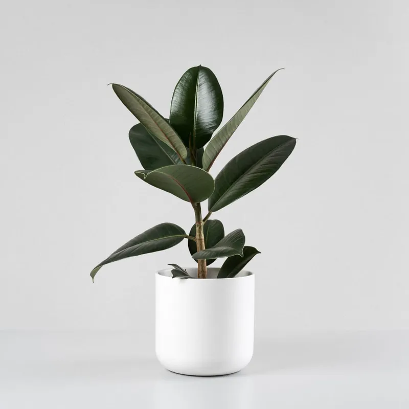 Ficus 'Robusta' Imprescindible (Must-Have)
