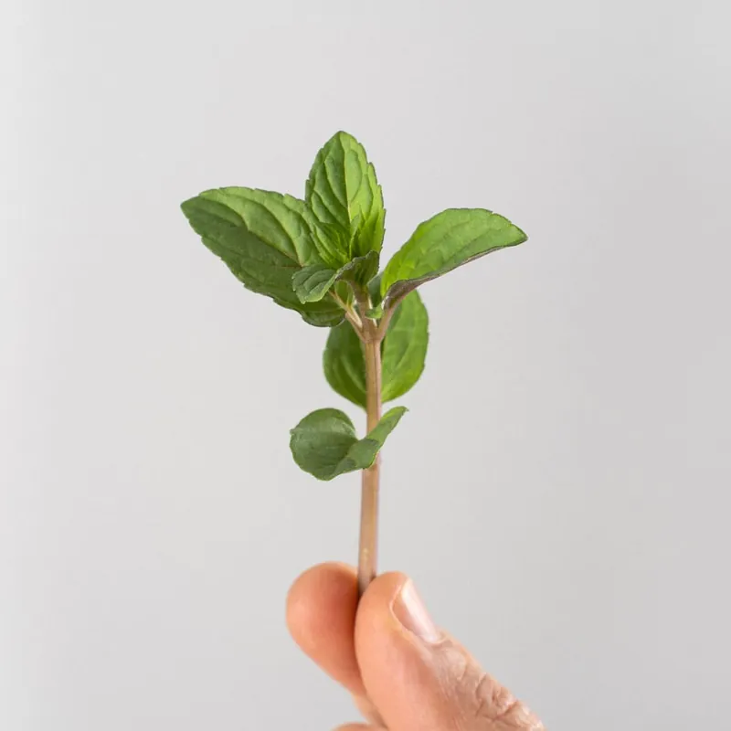 Menta chocolate - Planta aromática Imprescindible (Must-Have)