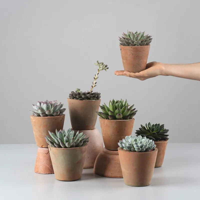Echeveria (variadas) Directo De Fábrica