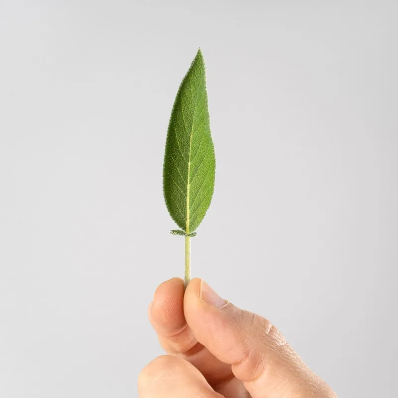 Envío Gratis Salvia officinalis - Planta aromática