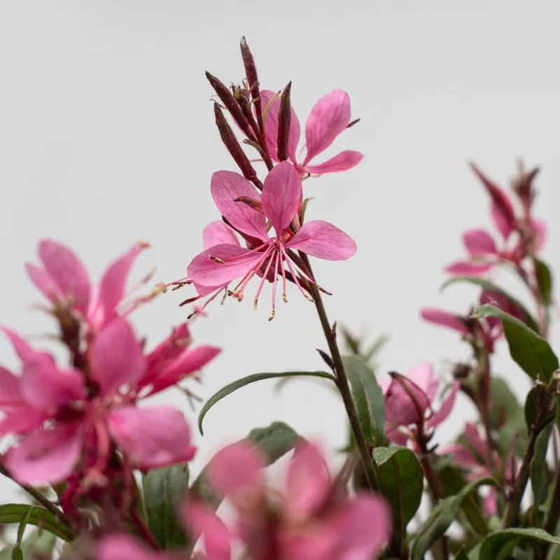 Pago Seguro Gaura (Oenothera lindheimeri)