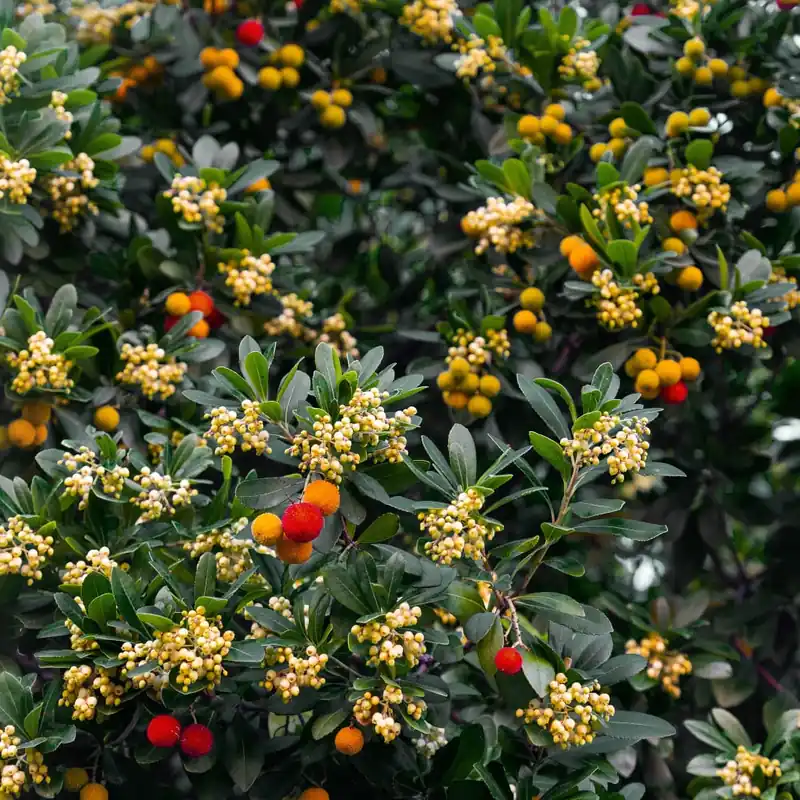 Arbutus unedo (Madroño) Ocasión Especial
