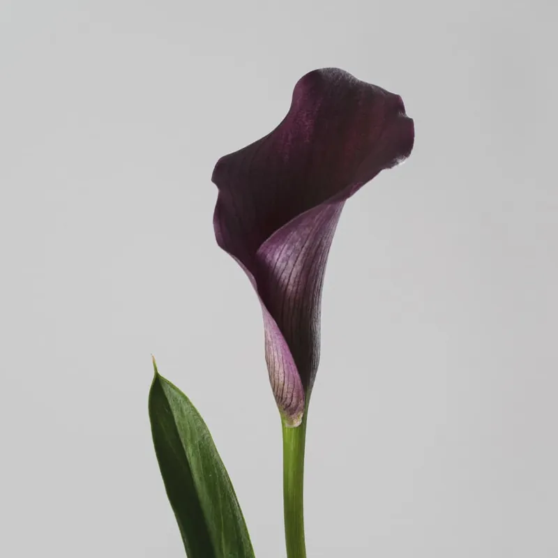 Mejor Calidad Zantedeschia (Cala de colores)