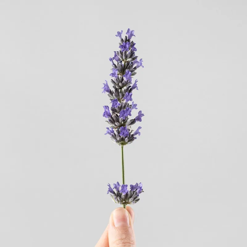 Lavandula angustifolia - Planta aromática Tendencia
