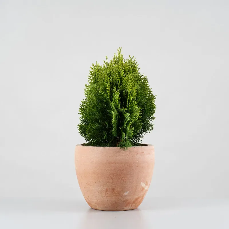Tuya Oriental - Thuja orientalis 'Aurea Nana' Edición Limitada
