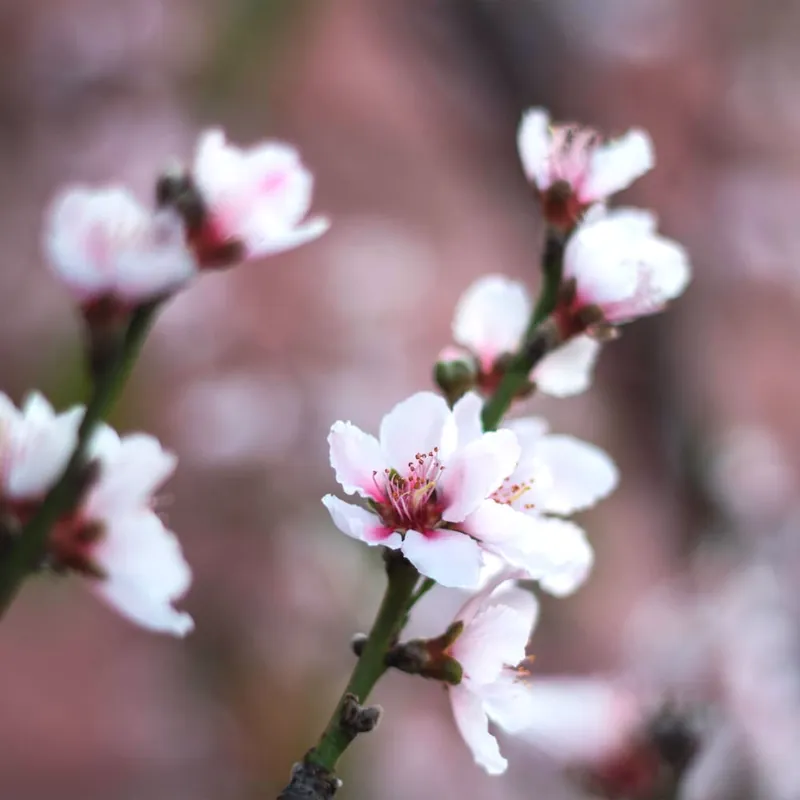 Almendro 'Guara' (Prunus amygdalus) Precio De Fábrica