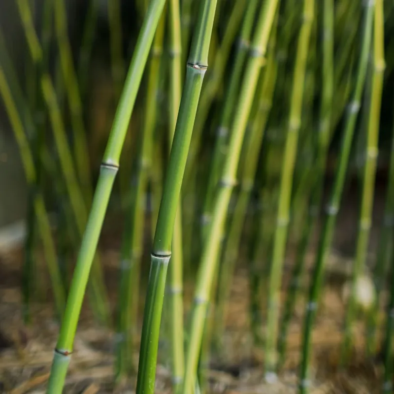 Moderno Phyllostachys bissetii (Bambú Bisset)