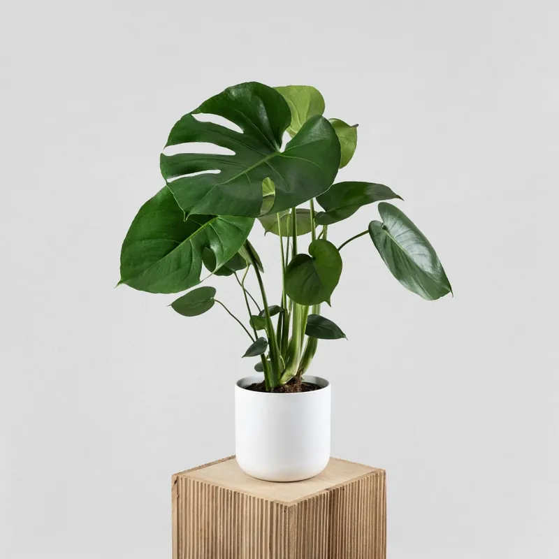 Favorito De Clientes Monstera deliciosa (Costilla de Adán)