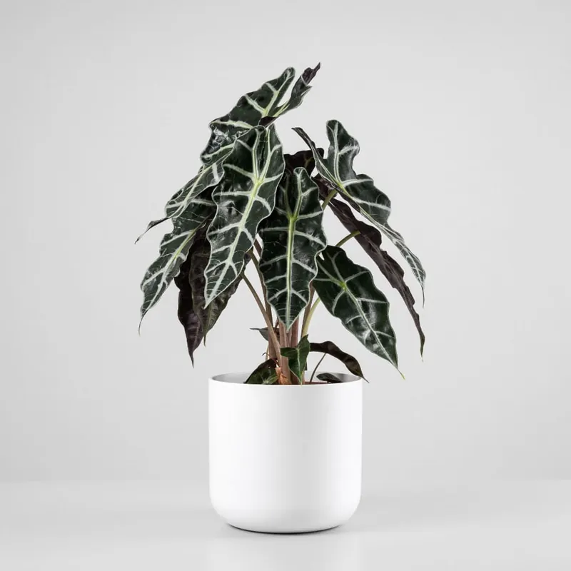 Alocasia × amazonica 'Polly' Exclusivo