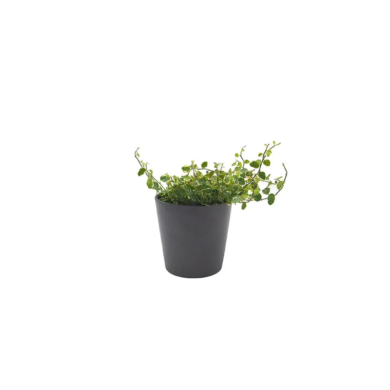 Venta Final Ficus pumila 'White Sunny'
