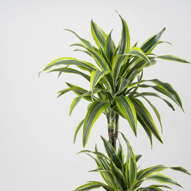 Económico Dracaena fragrans 'Lemon Lime'