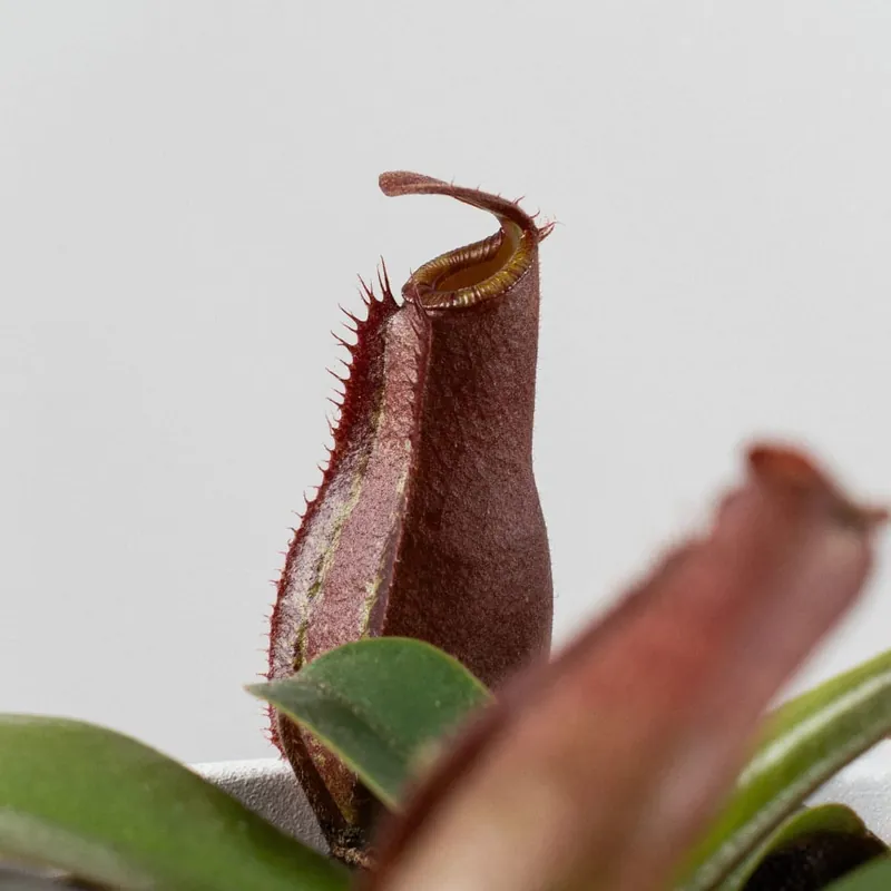Auténtico Nepenthes sp.