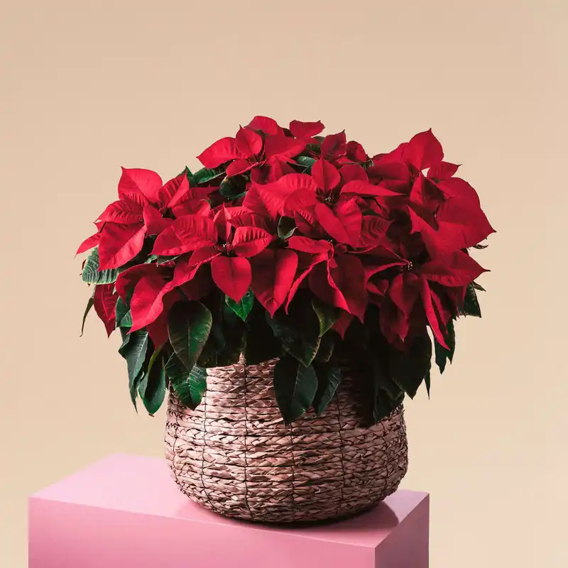 Flor de Pascua - gigante Oferta De Temporada