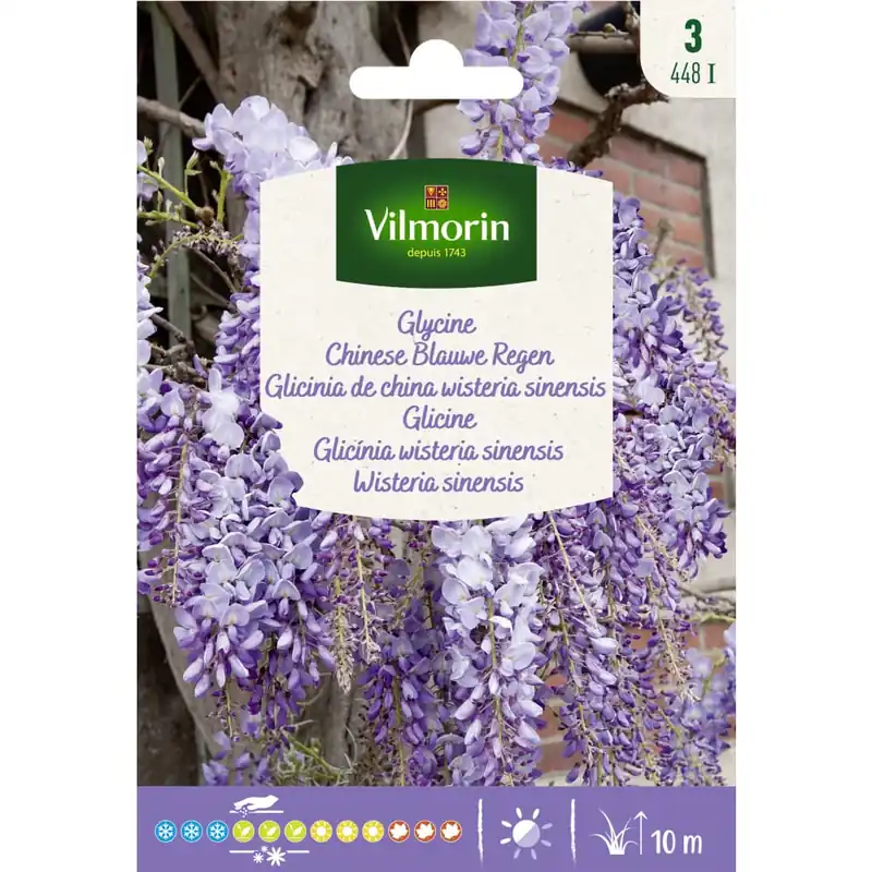 Semilla wisteria sinensis (glicinia) Entrega Rápida