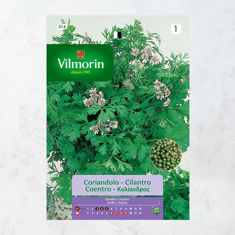 Oferta Semilla cilantro