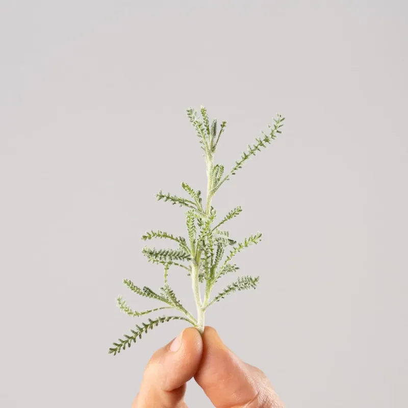 Precio Bajo Santolina chamaecyparissus - Planta aromática