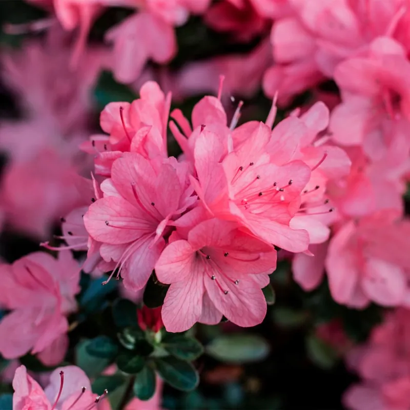 Azalea japonica Disponible Ahora
