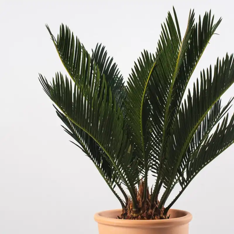 Cycas revoluta Ordena Ya