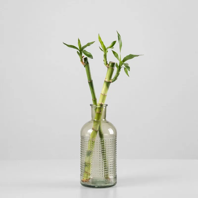 Bambú de la suerte (lucky bamboo) Novedad