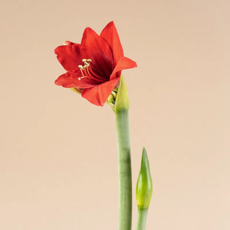 Amarilis (hippeastrum) Nueva Colección