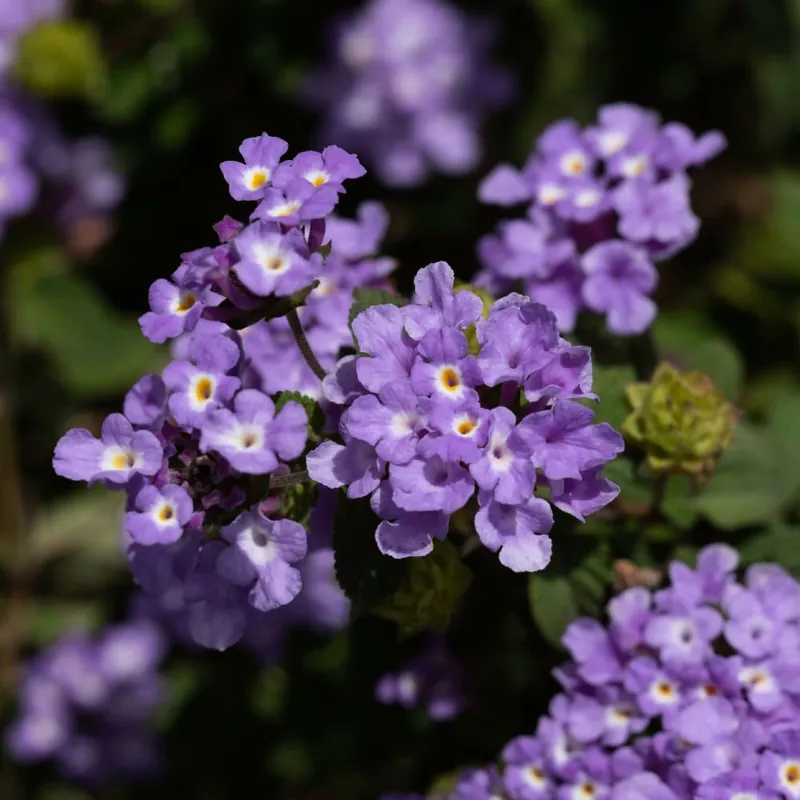 Bestseller Lantana montevidensis