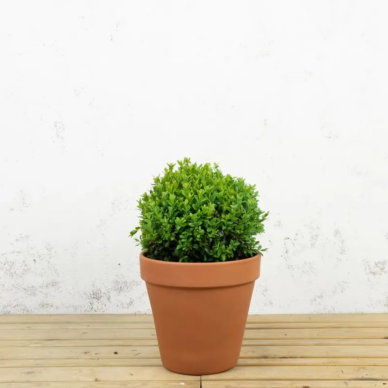 Boj común bola (Buxus sempervirens) A Buen Precio