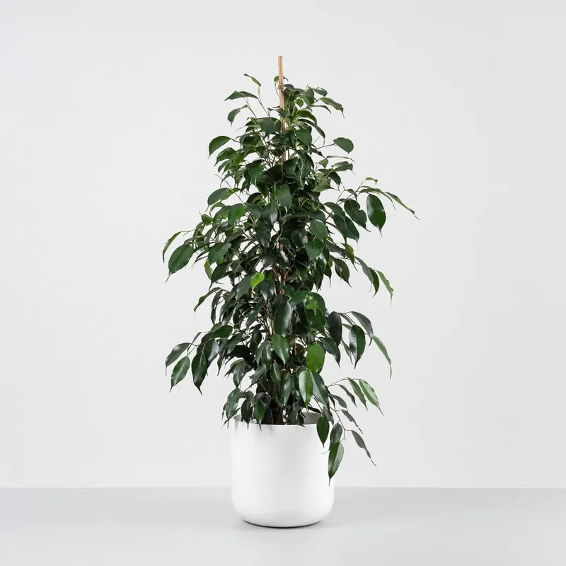 Ficus 'Danielle' Pago Seguro