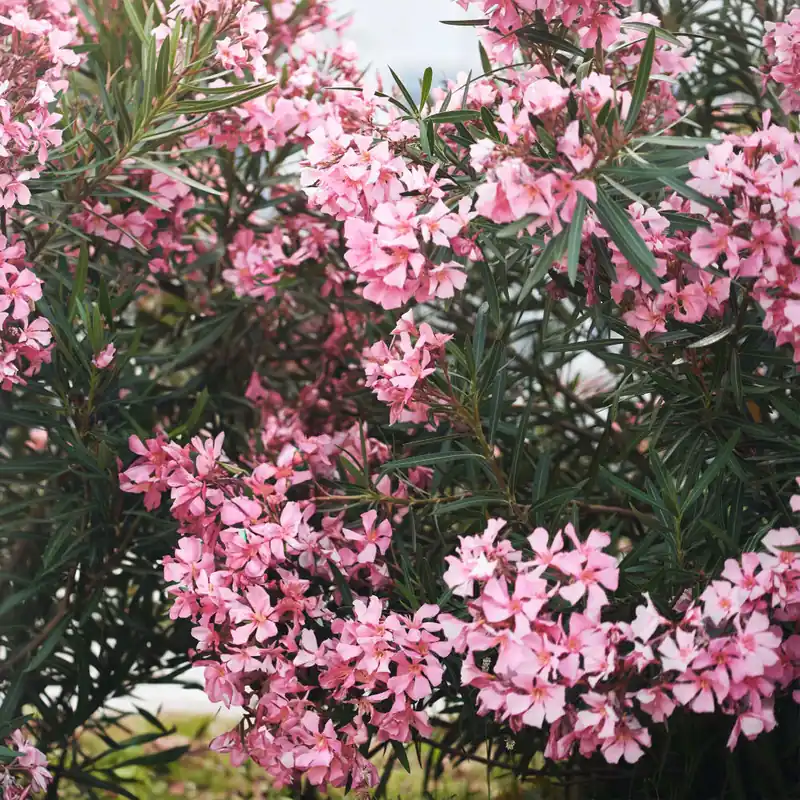 Nerium oleander rosa (Adelfa) Bestseller