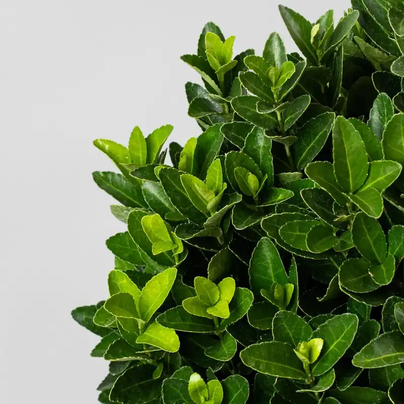 Evónimo compacto verde - Euonymus japonicus 'Compactus' Directo De Fábrica