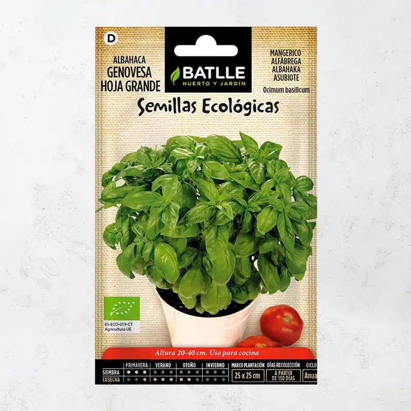 Semillas ecológicas de albahaca genovese hoja grande Imprescindible (Must-Have)