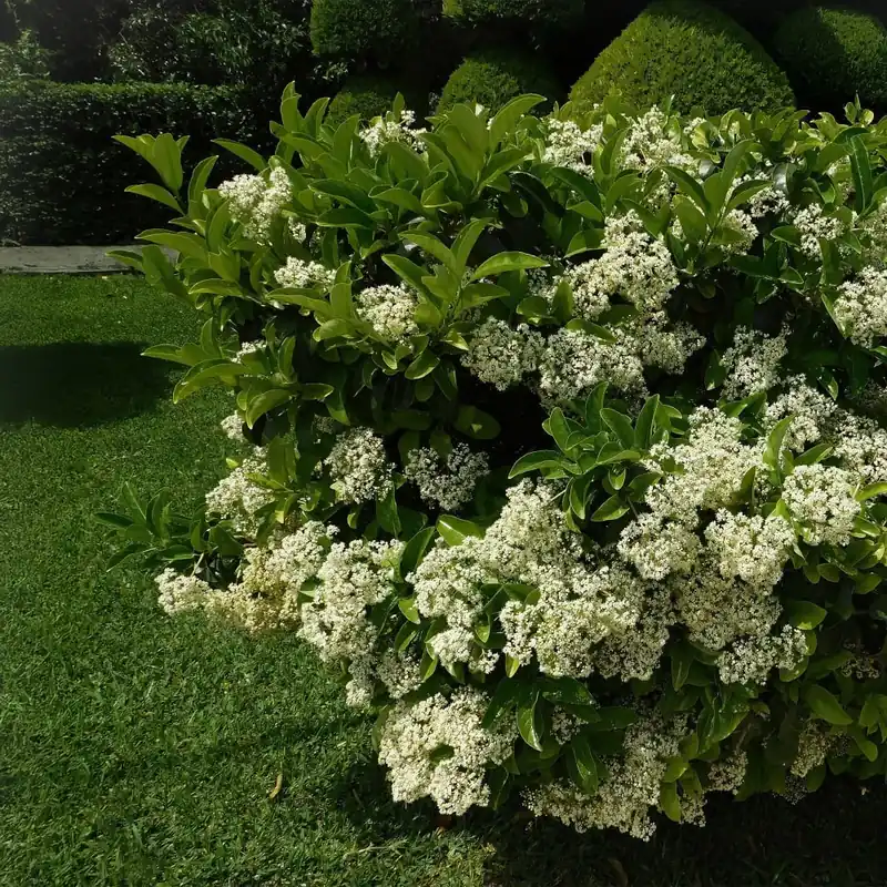 Ordena Ya Viburnum odoratissimum 'Lucidum'