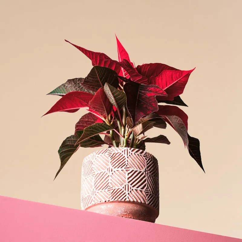 Flor de Pascua - mini Original