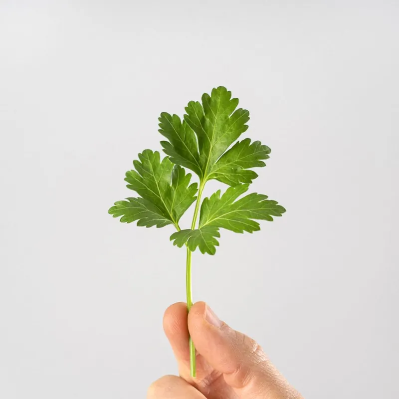 Perejil liso - Planta aromática Súper Precio