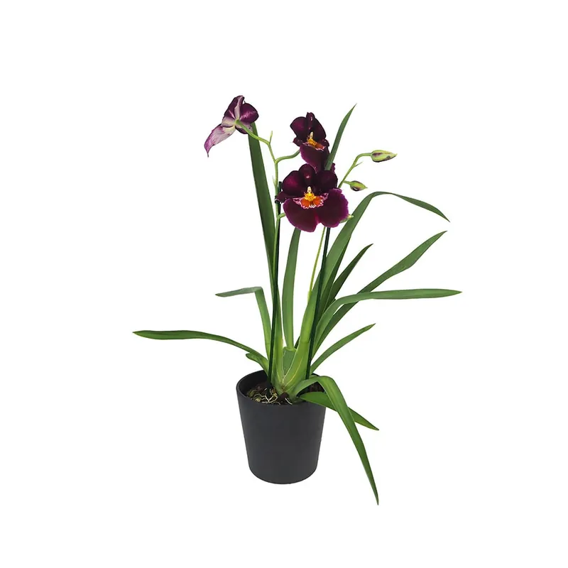 Orquídea Miltonia Barato