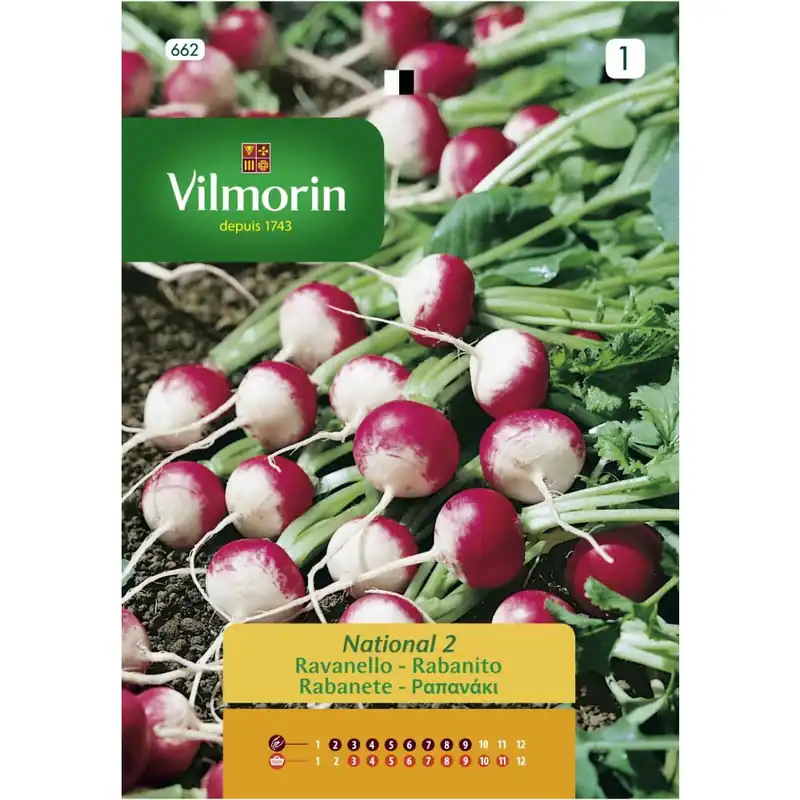 Ocasión Especial Semilla rabanito red rosa punta